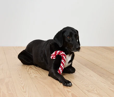 Siyah köpek, ahşap zeminde kırmızı ve beyaz şeker kamışıyla yatıyor.