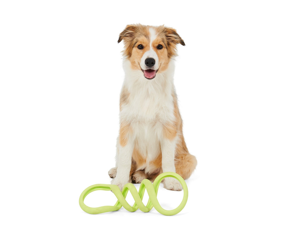 Köpek, köpekler için halat oyuncak ile oturuyor.