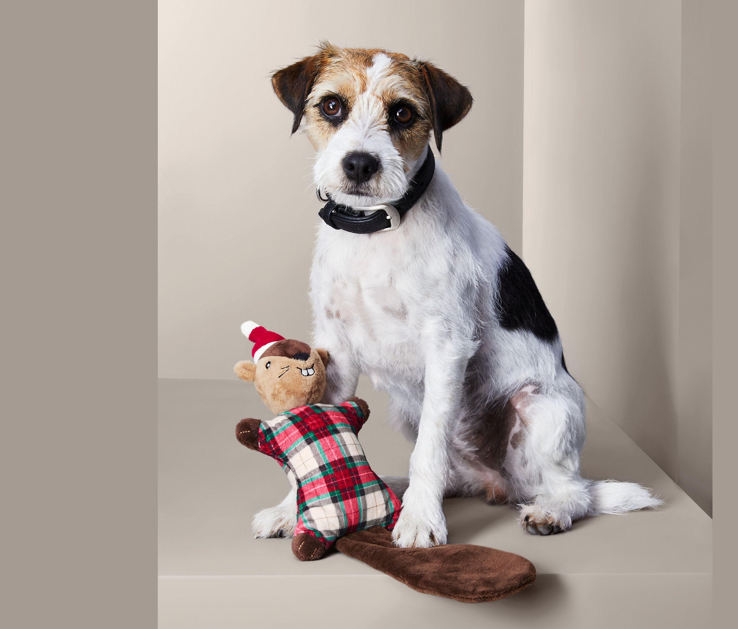 Jack Russell Terrier, Pelüş Köpek Oyuncağı »Unicorn«'un yanında oturuyor.